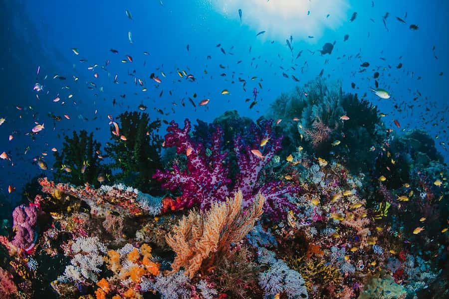 Hurghada: Orange Bay Snorkeling cruise and optional diving - The Snorkeling Part: Two Popular Stops Plus Expert Instructors