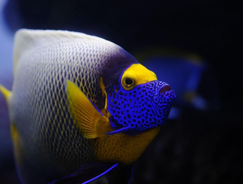 Hurghada: Orange Bay Snorkeling cruise and optional diving - Transfers and Meeting Point: Easy Once You Know Where to Go