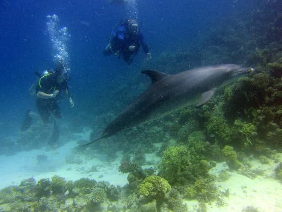 Hurghada, Professionals Diving in Open Water Tour with Lunch - Lunch Onboard: The Break That Helps You Enjoy the Second Session
