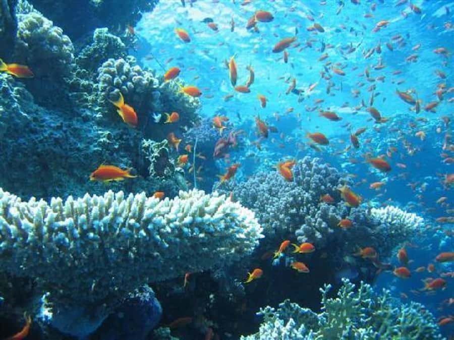 Hurghada, Professionals Diving in Open Water Tour with Lunch - Equipment, Fit, and What to Bring