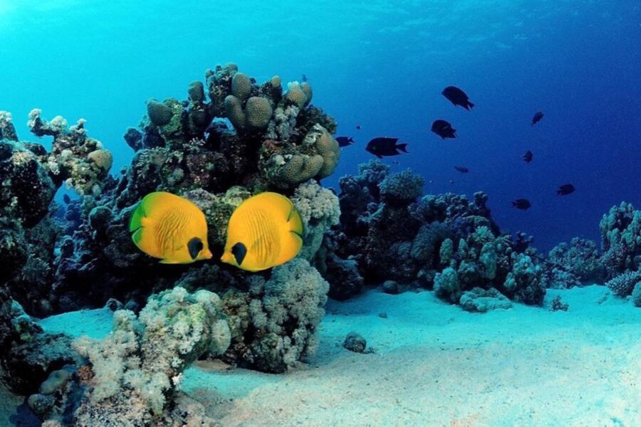 Hurghada: Scuba Diving cruise with lunch & pickup - Who should book this (and who should skip it)