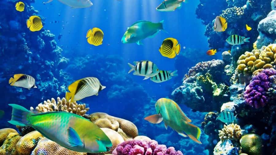 Hurghada: Scuba Diving cruise with lunch & pickup - What you actually do underwater: beginner-friendly vs longer programs