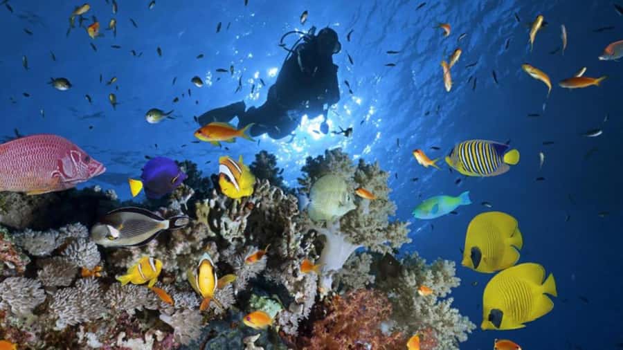 Hurghada: Scuba Diving cruise with lunch & pickup - Group size, English/German support, and those day-of surprises