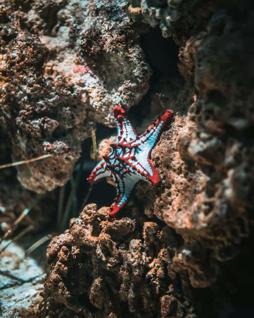 Hurghada: Scuba Diving for Beginners & Certified Divers - Boat comfort, showers, and the lunch you’ll be glad you planned for