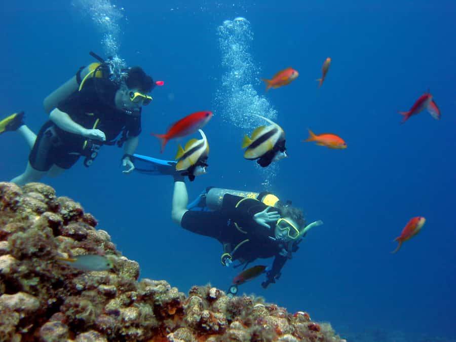 Hurghada Scuba Diving Trip with Pick-up, Lunch - Second Underwater Site Plus Snorkeling and Swimming Choices