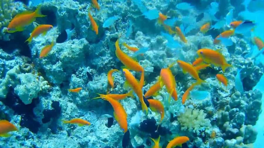 Hurghada Scuba Diving Trip with Pick-up, Lunch - Lunch on Board: Fuel Between Sessions (And What You’ll Get)