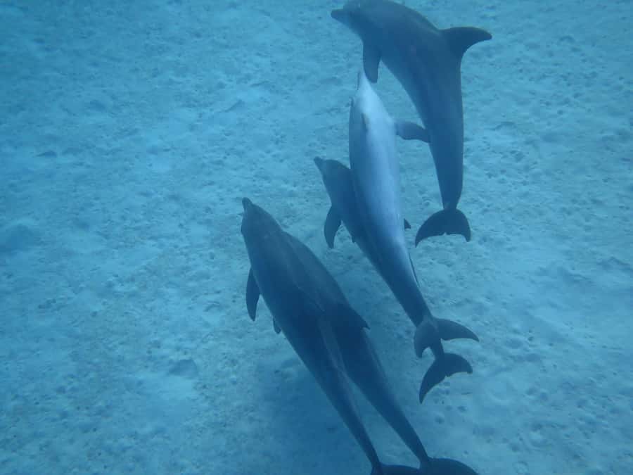 Hurghada Scuba Diving Trip with Pick-up, Lunch - Gear, Weights, and the Small Extra Fee to Budget