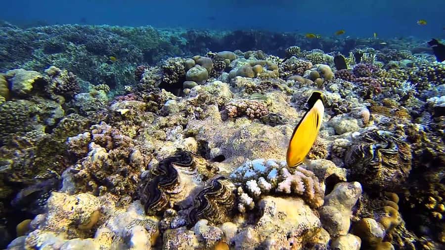 Hurghada Scuba Diving Trip with Pick-up, Lunch - Price and Value: Does $68 Make Sense for Beginners?