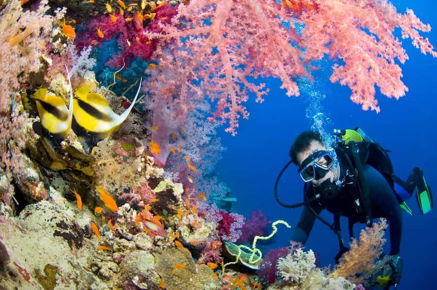 Hurghada Scuba Diving Trip with Pick-up, Lunch - Who This Trip Fits Best (And Who Should Choose Something Else)