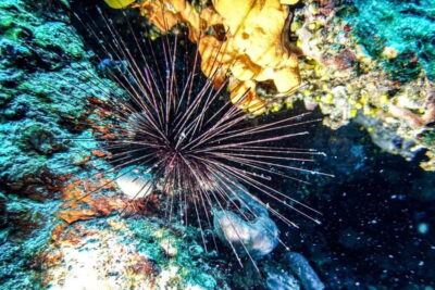 Hvar: Try Dive/Discover Scuba Diving Program - Gear-up time: masks, regulator, and buoyancy control basics