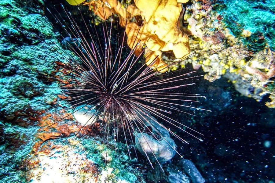 Hvar: Try Dive/Discover Scuba Diving Program - Gear-up time: masks, regulator, and buoyancy control basics