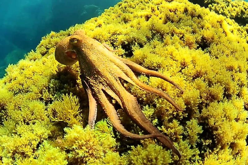 Ibiza Scuba Diving for Beginners and Snorkeling - Key things I’d mark on your must-do list