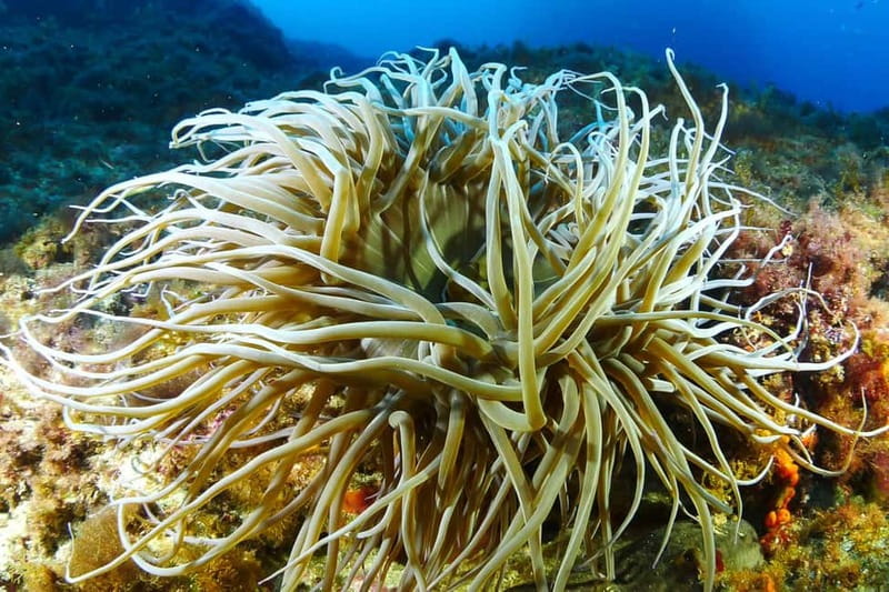 Ibiza Scuba Diving for Beginners and Snorkeling - Gear included: wetsuit, mask, fins, snorkel, and you keep it