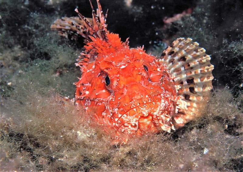 Ibiza Scuba Diving for Beginners and Snorkeling - Snorkeling time: the best stress-reducer on a scuba day