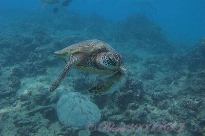 Incredibly Fun Coral Reef Giant Sea Turtles 4hour Boat Scuba Tour - What “First-Timer Friendly” Really Means Here