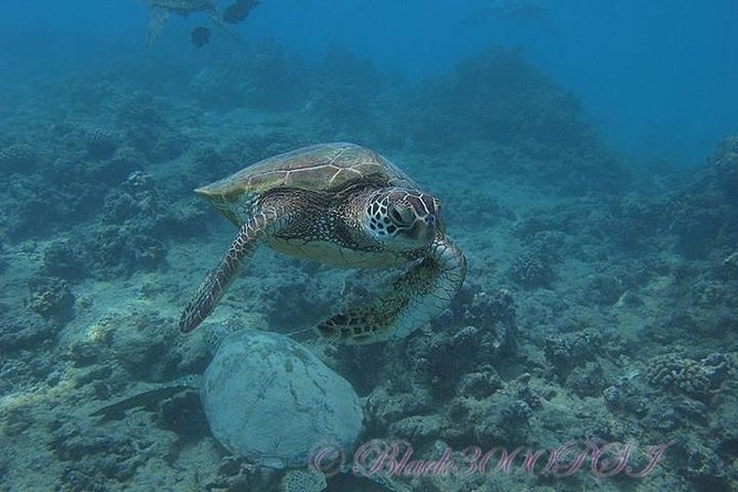 Incredibly Fun Coral Reef Giant Sea Turtles 4hour Boat Scuba Tour - What “First-Timer Friendly” Really Means Here