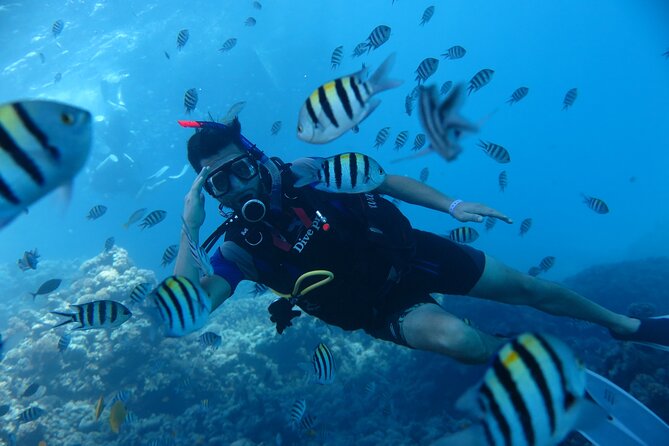 Intro Diving 2 Stops For Beginners with Pick-up and Lunch - Hurghada - Who this is for (and who might want a different option)