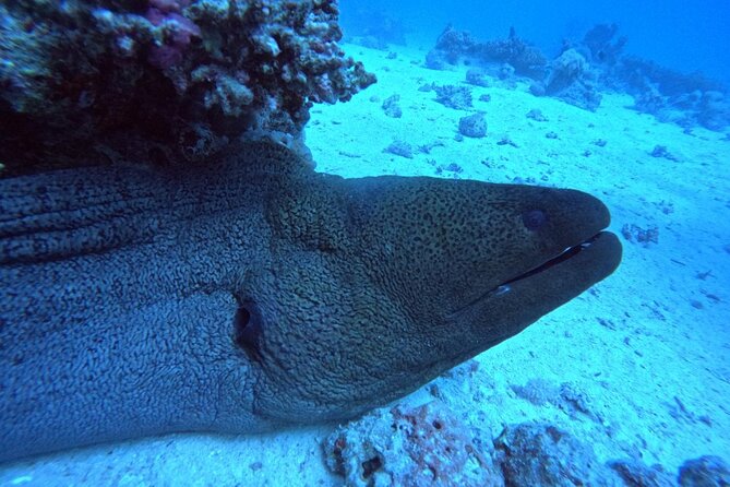 Intro Diving Beginner and Discover Red Sea Underwater - Instructors and Safety: Patient Coaching for Nervous First-Timers