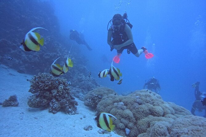 Intro Diving Beginner and Discover Red Sea Underwater - Getting suited up and heading out: marina time and what to watch for