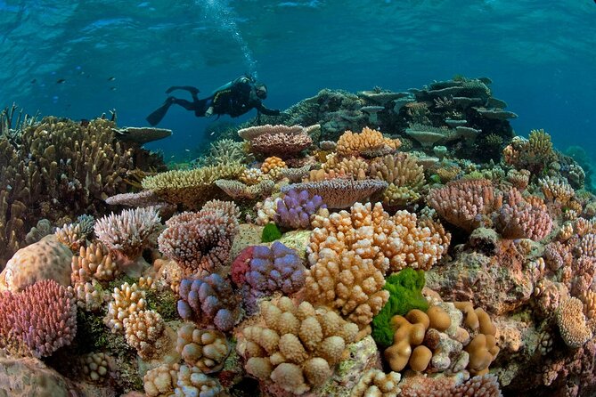 Intro Diving for Beginners 2 Stops Diving with Lunch - Hurghada - Underwater Stop #1: Coral Reefs and Fish You Can Actually See