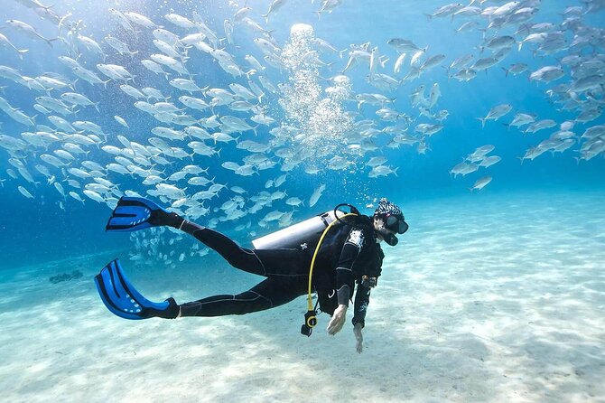 Intro Diving for Beginners 2 Stops Diving with Lunch - Hurghada - Second Water Session and the Dolphin Possibility