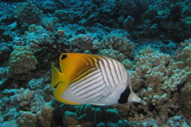 Intro/Refresher Dive Swim Ability Required - What You Might See: Fish, Turtles, and the Ocean Mood