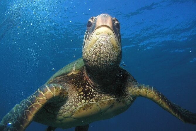 Intro/Refresher Dive Swim Ability Required - The Turtle-and-Shark Option: A Worth-It Add-On