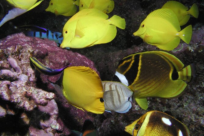 Intro/Refresher Dive Swim Ability Required - Price and Value: Is $239 a Good Deal in Maui?