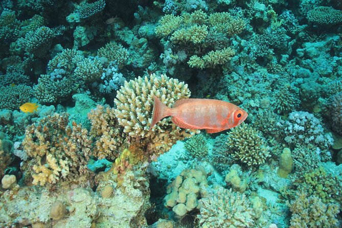 Intro Scuba Diving: 2 Dive Stops With Lunch & transfer - Hurghada - Equipment, groups, and comfort: what to expect on a max-40 day