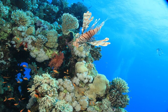Intro Scuba Diving: 2 Dive Stops With Lunch & transfer - Hurghada - Should you book this Hurghada intro scuba package?