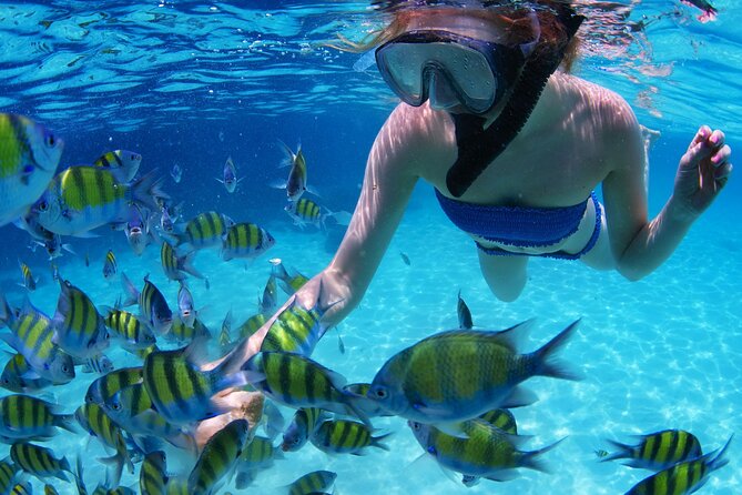 Intro Scuba Diving 2 Stops Trip with Transfers & Lunch - Hurghada - What You Might See on the Red Sea Reefs (Including Bleaching Signs)