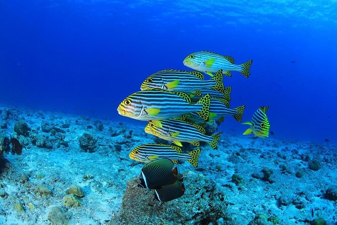 Intro Scuba Diving 2 Stops Trip with Transfers & Lunch - Hurghada - Transfers, Group Size, and Getting Along on a Shared Boat Day