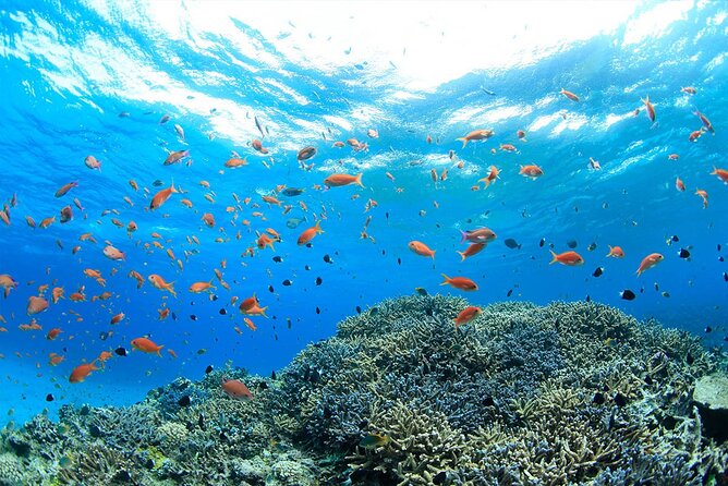 Intro Scuba Diving 2 Stops Trip with Transfers & Lunch - Hurghada - Briefing, Skill Drills, and Equipment Setup: How This Trip Helps Beginners