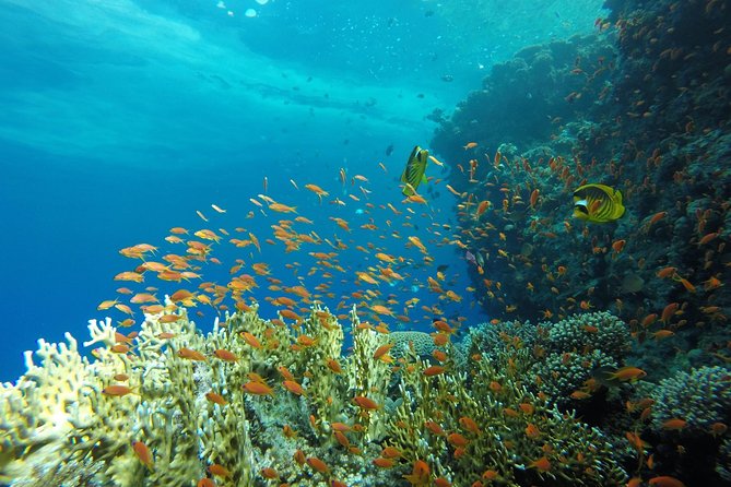 Intro Scuba Diving - Price and Logistics: What You’re Really Paying For