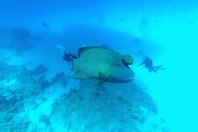 Intro Scuba Diving - The Morning Pickup: Get to the Marina Without Stress