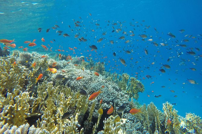 Intro Scuba Diving - Second Underwater Session Around 10 Meters: See More, Stay Steady