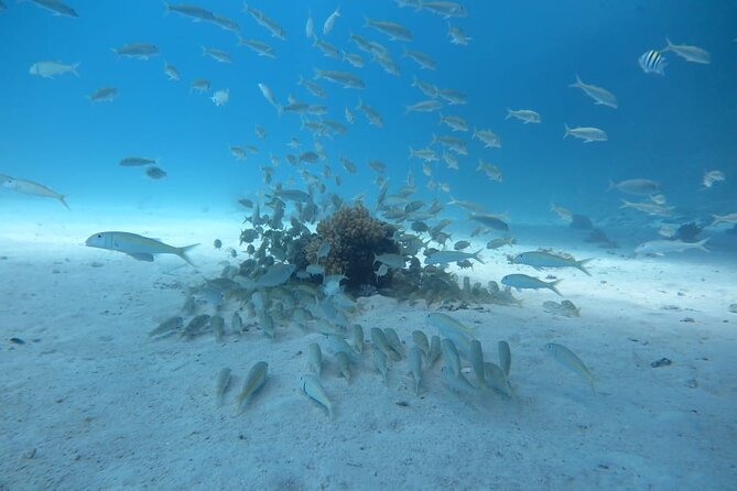 Intro Scuba Diving - What the Reef Time Feels Like: Coral, Fish, and Basic Confidence