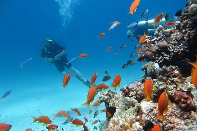 Intro Scuba Diving - Afternoon Free Time: Swim or Snorkel Without Scuba Gear