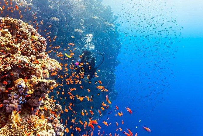 Intro Scuba Diving Beginners Full Day Boat Trip 2 Stops Diving & Lunch– Hurghada - What you’ll see in the Red Sea: coral, fish, and dolphin sightings to keep your hopes real