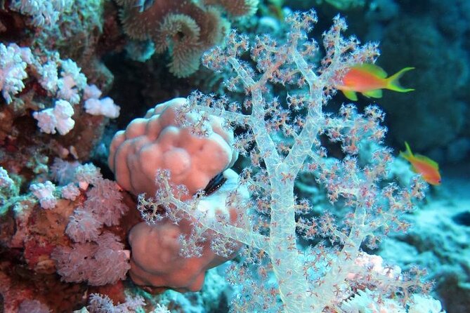 Introduction: Diving from the Reef in Sharm El Sheikh - Why the 6–7 meter sandy areas matter for comfort