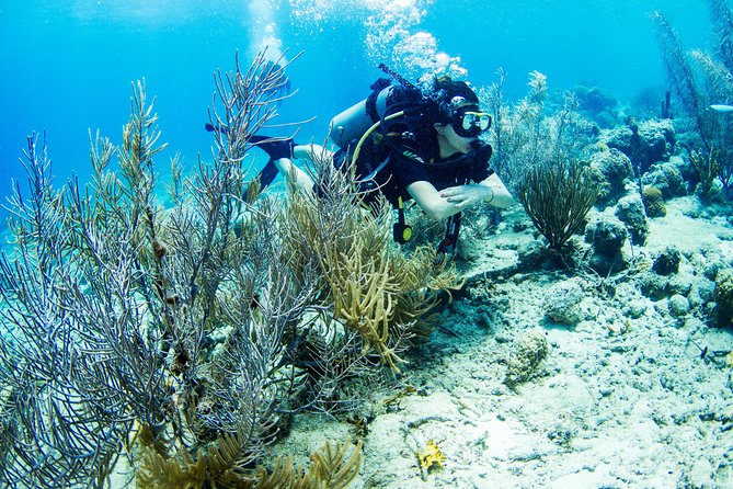 Introduction Shore Dive with Scubaçao (1 dive) - Shore-Based Intro in Curaçao: What Makes It Different