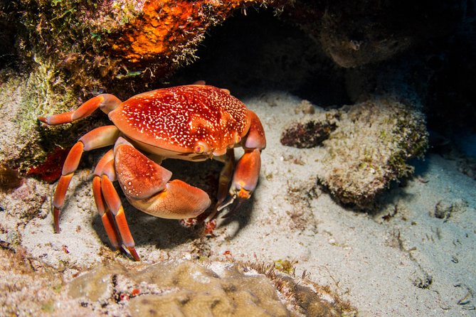 Introduction Shore Dive with Scubaçao (1 dive) - The Reef Time: What You’ll See Underwater