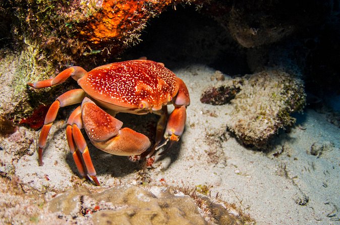 Introduction Shore Dive with Scubaçao (1 dive) - Morning vs. Afternoon: How to Choose Without Overthinking