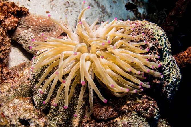 Introduction Shore Dive with Scubaçao (1 dive) - Price and Value: Is $130 a Fair Deal?