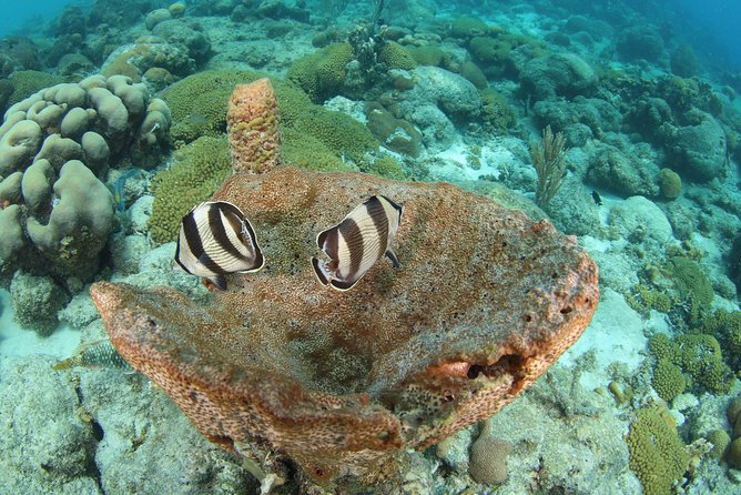 Introduction Shore Dive with Scubaçao (2 dives) - Underwater highlights: coral reefs, drop-offs, and shipwreck scenery