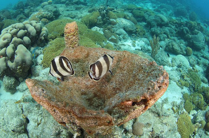Introduction Shore Dive with Scubaçao (2 dives) - Who should book this shore scuba intro (and who might skip)