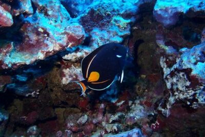 Introductory Beach Scuba Dive - Heated Pool Practice With Mark and Akara: Comfort Comes First