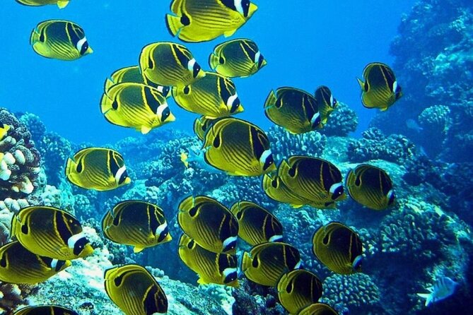 Introductory Beach Scuba Dive - Marine Life Expectations: Coral, Fish, and Turtle Sightings