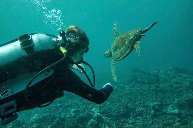 Introductory Beach Scuba Dive - Logistics That Matter: Where To Meet, How Long It Takes, and Group Size