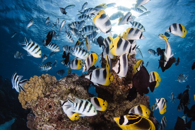 Introductory Dive in Bora Bora (afternoon) - Quick hits before you go